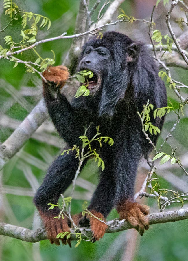 Se déplaçant parmi les branches par une locomotion de type quadrupède, il se nourrit principalement de feuilles