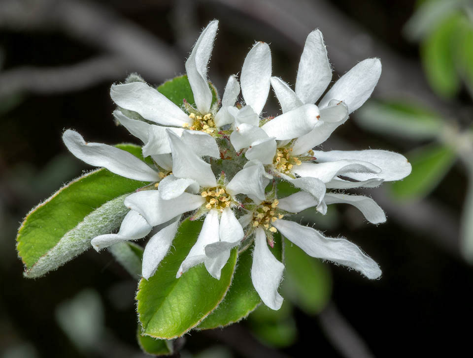 Mainly in the young leaves, the lower pagina is white-tomentose. The flower has 5 white petals borne in short racemose inflorescences