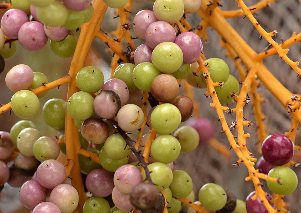 Frutti in maturazione. Globosi, raramente ovali, di colore nerastro a maturità, misurano 7-12 mm di diametro e contengono un solo seme 