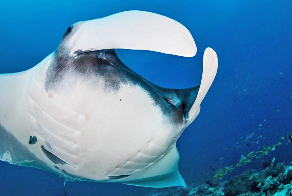 Détail de la tête de Mobula birostris avec les yeux à la base des grandes nageoires céphaliques servant à canaliser le plancton vers son énorme bouche 