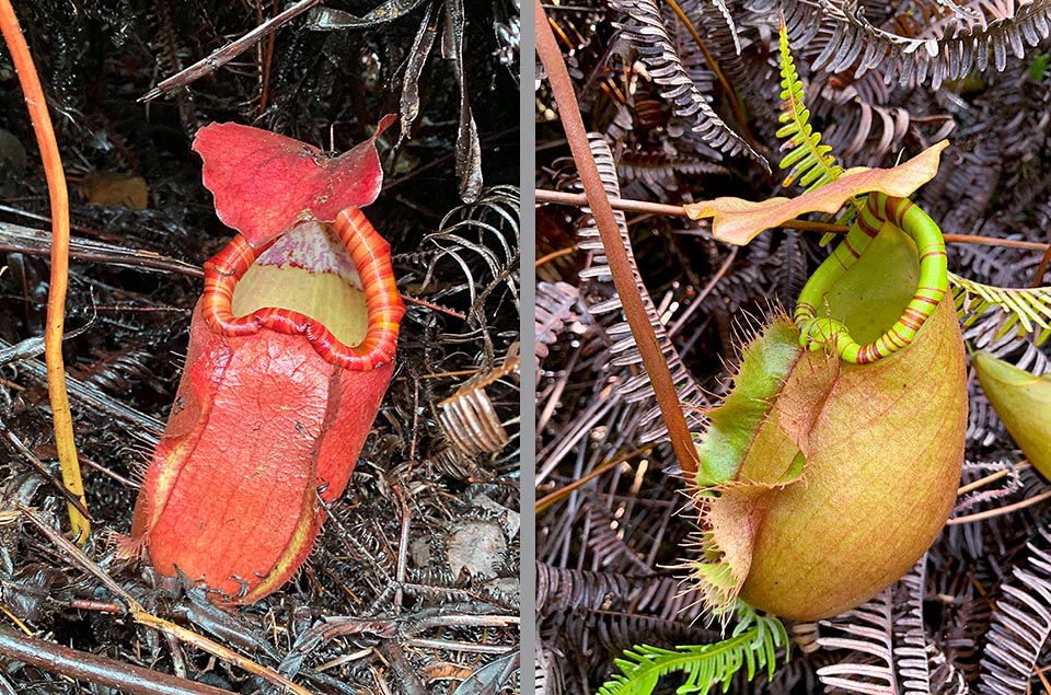 The inferior ascidia are yellow, orange, flesh pink or red, at times with reddish streaking. The inside is cream white or yellow, often with big red or violet spots 