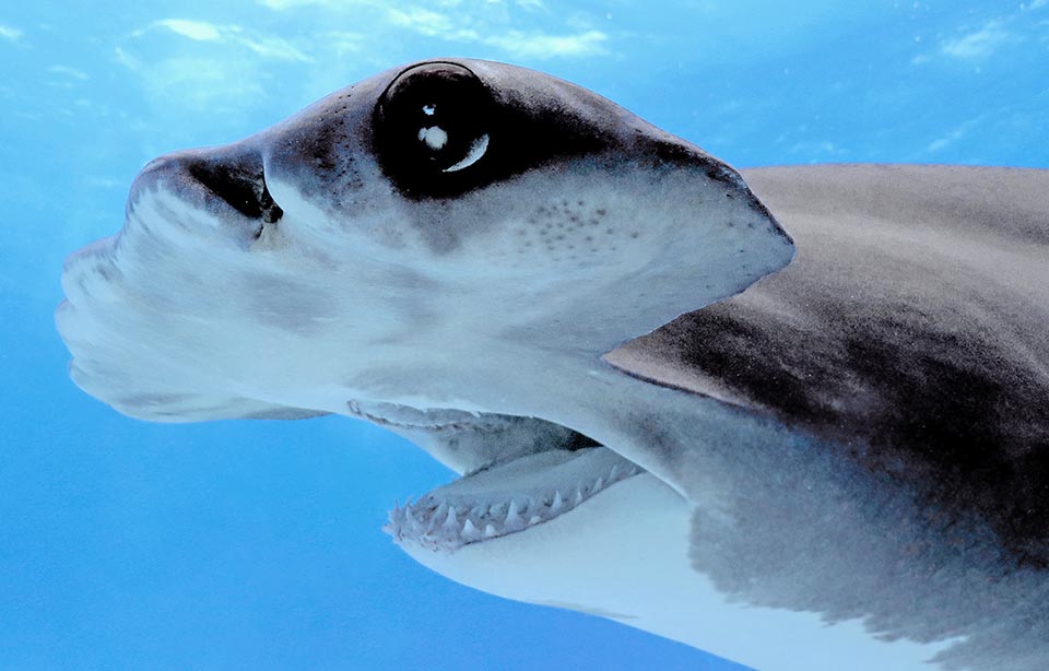Sphyrna mokarran - Monaco Nature Encyclopedia