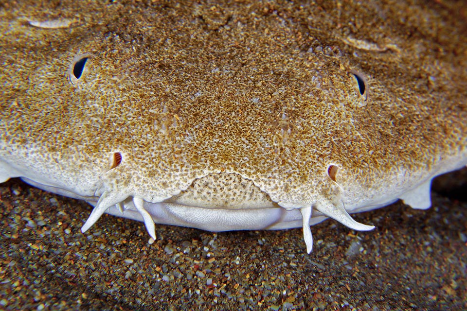 Squatina squatina snout close-up. Over the huge mouth, with 20 sharp small teeth per jaw, we note the nares close to the barbels. After the small eyes, up, are visible two big half-moon shaped spiracles that pump water on the gills when the fish is resting motionless on the seabed, covered by sand or by mud 