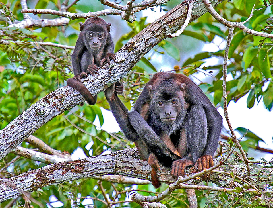 Female with infant. These don't have the males' showy beard, don't roar, and their screams are grunts. Here both have a sulky questioning look 