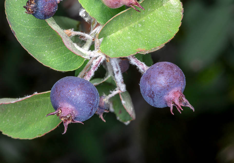 Il frutto commestibile, nero-bluastro, di Amelanchier ovalis. detta pero corvino.