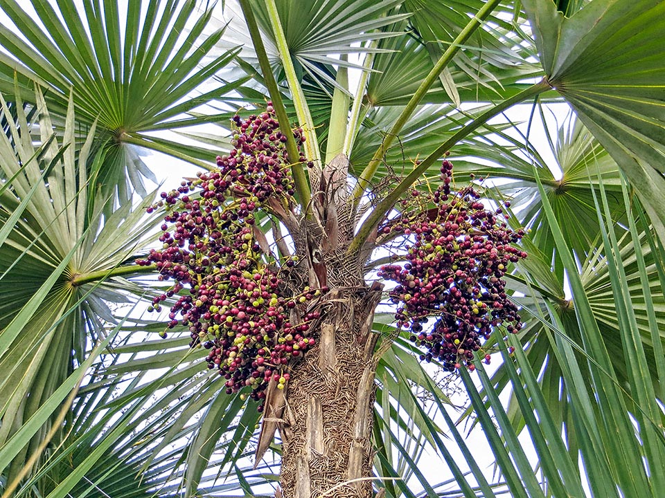 Coccothrinax miraguama subsp. miraguama carica di frutti. Le basi fogliari avvolgono il fusto con 2 o 3 strati di fibre legnose rigide, strettamente incrociate e intrecciate