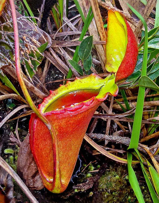 Une ascidie supérieure multicolore. Elle est beaucoup plus petite et peut pousser à plusieurs mètres du sol vu que la plante grimpe jusqu'à 6 m grâce à une tige robuste de 15 à 30 mm. Ici les proies sont surtout des fourmis alors que celles du bas piègent aussi des vertébrés comme des grenouilles, des lézards et même des oiseaux