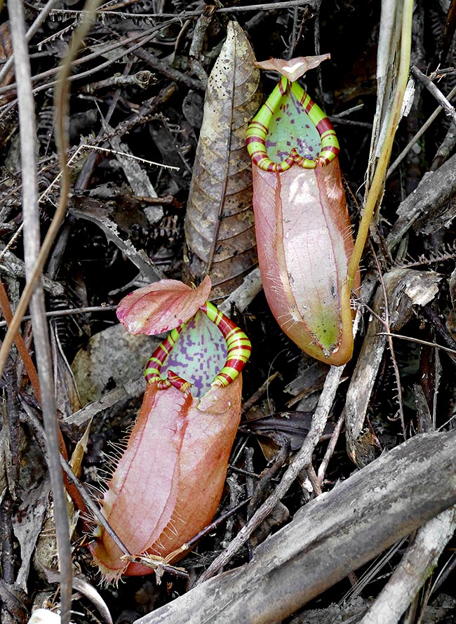 As the plants grow, from the basal trunk may form buds and basal rosettes that generate another type of inferior ascidia. These ones are taller than the previous (up to 20 cm and 10 cm broad) usually of cylindrical shape, with a slight constriction just under the peristome. They too serve to trap crawling preys 