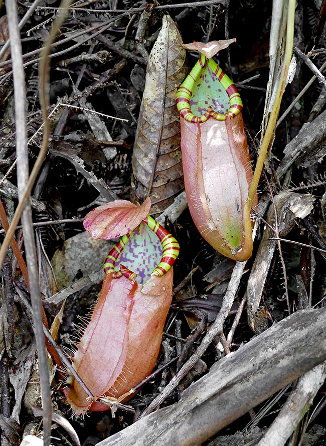 A medida que las plantas crecen, se pueden formar yemas y rosetas desde la base, generando otro tipo de ascidias inferiores. Estas son más altas que las anteriores (hasta 20 cm y 10 cm de ancho), generalmente de forma cilíndrica, con una ligera constricción justo debajo del peristoma. También sirven para atrapar presas que se arrastran 