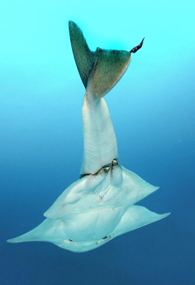 Unlike analogous species, the pale ventral side is mainly covered by milling. The pelvic fins, they too open as if they were wings, have in the adult males two calcified pterygopodia that convey the sperm. On the caudal fin we note a Stibarobdella macrothela, a leech often present on these sharks.. 