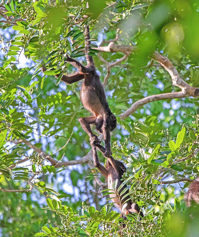 But, found a mate, also these little devils play happily, like all the children in the world 