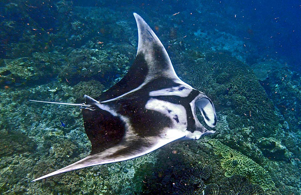 Posture typique de Mobula birostris pour la pêche du plancton. Elle se nourrit aussi de petits poissons et semble pouvoir descendre jusqu'à environ 1000 m de profondeur 