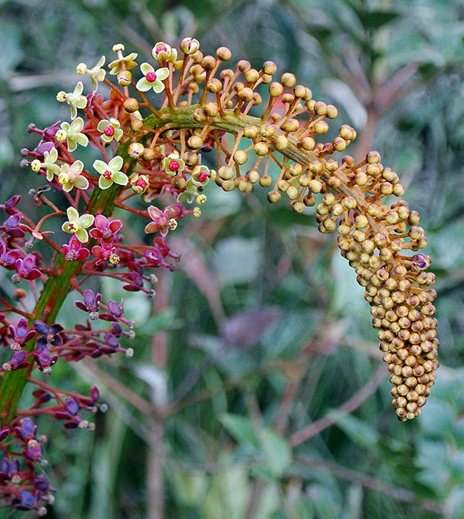 Inflorescencia masculina, de hasta 80-120 cm de largo, curvada por el peso de las flores