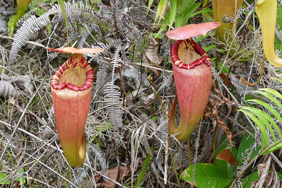 No less colourful superior ascidia, are up to 30 cm tall and 15 cm broad. Their base, at the tendril, bends brusquely backwards and the wings are reduced to narrow crests. The cover emits abundantly a very fragrant nectar for attracting the flying preys in addition to the crawling ones caught by the inferior ascidia 