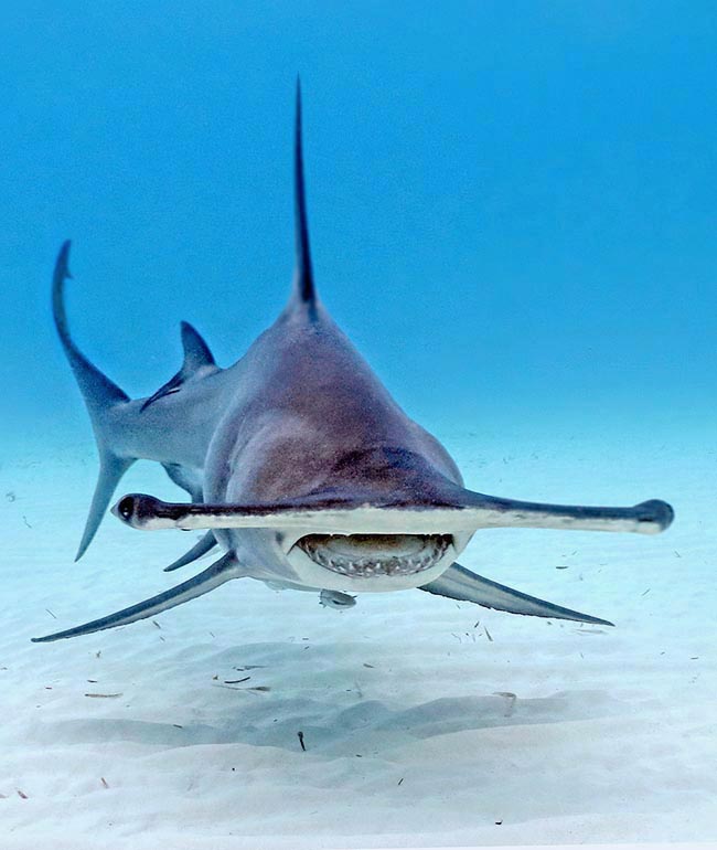 Sa tête en forme de marteau permet à Sphyrna mokarran une vision à 360 ° et détecte même sous le sable la présence de proies. 