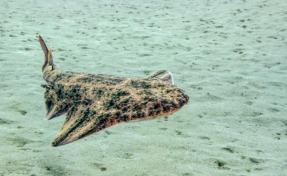 Squatina squatina can reach the length of 244 cm and 80 kg, but the current size is of about 150 cm. The dorsal livery is camouflaging 