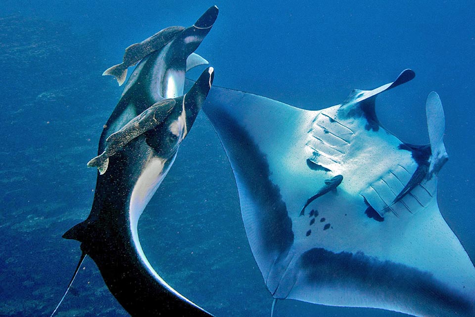 El apareamiento de Las gigantescas aletas pectorales de Mobula birostris permiten una velocidad de 9-12 km/h con un movimiento elegante como el de las alas de los pájaros., presenciado por rémoras, dura dos minutos, el tiempo necesario para agarrar a la pareja por una aleta pectoral e introducir lo pterigópodo. Las hembras, ovovivíparas, dan a luz 1-2 crías después de unos 13 meses de gestación, pero la especie, demasiado pescada y con una resiliencia muy baja, está en peligro de extinción