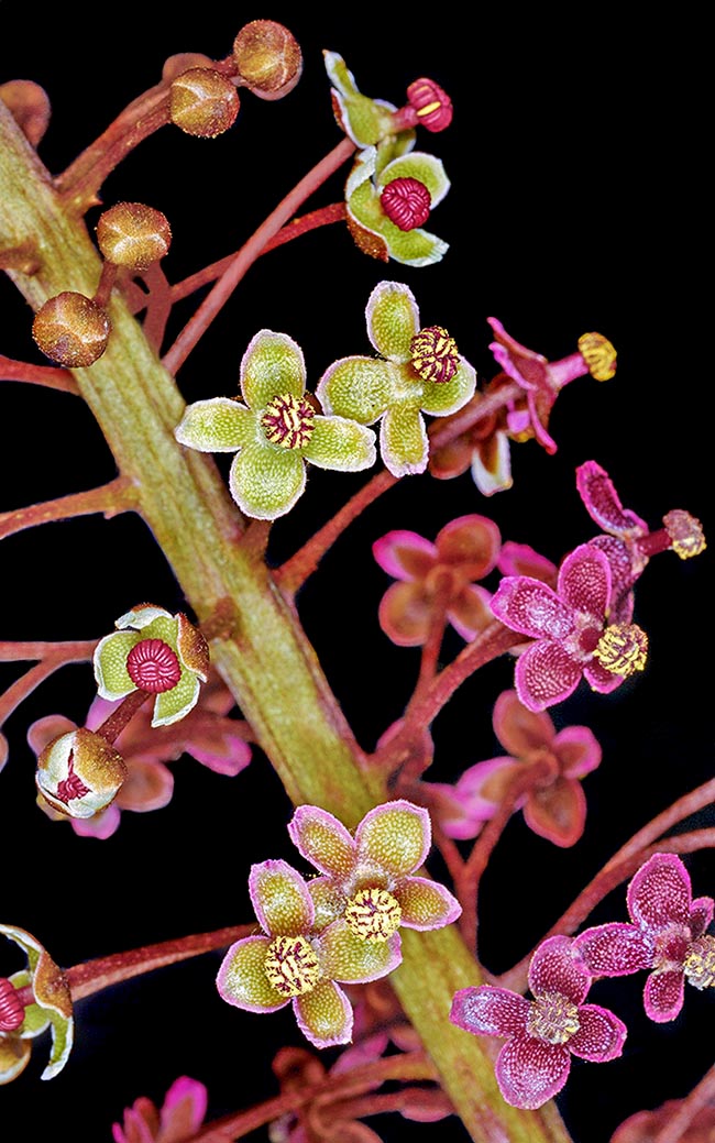 The male flowers, with the stamen’s filaments merged in column and spirally arranged anthers, have four up to 8 mm long tepals. Initially they are yellow greenish, then orange, over time take various shades of red 