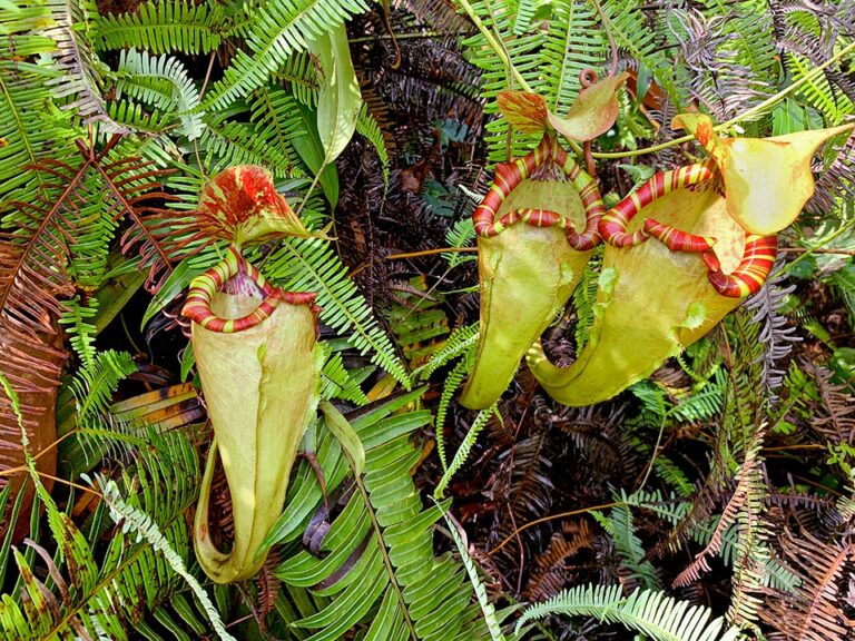 Nepenthes sumatrana - Monaco Nature Encyclopedia