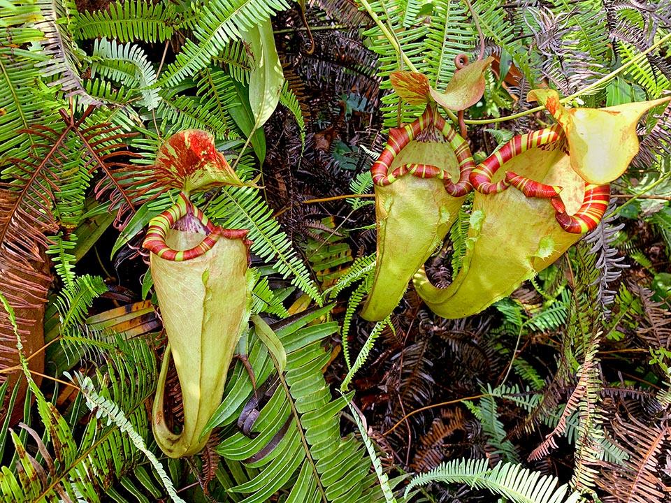 Distinctive characteristic of the species is the presence of superior ascidia totally infundibular and cylindrical peristome expanding forward, towards the palpebra, with two high protuberances. In the traps of this species have been found ants, larvae of mosquitoes, crickets, cockroaches, spiders and small insects of the Rhyparochromidae family 