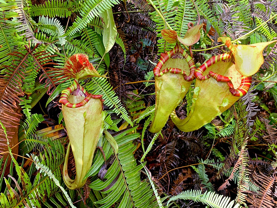 Nepenthes sumatrana Monaco Nature Encyclopedia