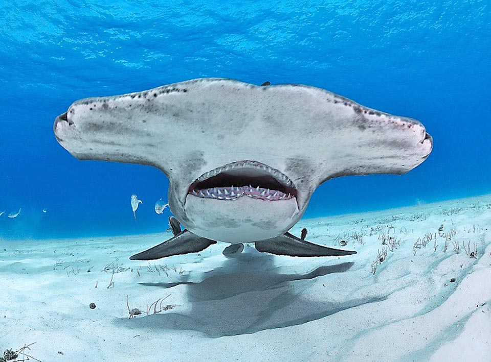 En la boca muy arqueada hay dos hileras de dientes arriba y tres abajo. Sphyrna mokarran no ataca a los humanos, pero se pesca en exceso y está al borde de la extinción.