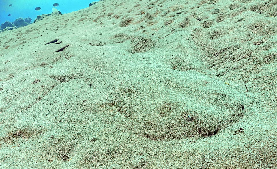 Quando poi Squatina squatina si ricopre di sabbia è praticamente invisibile, ma pronto a saltare sulle prede anche fuori orario, perché caccia di notte 
