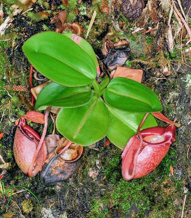 Young growing specimen. Out of its environment the cultivation is not easy. An artificial lighting is needed for getting 12 hours of intense light, and starting from the seed are needed 10 years to see this species blooming 