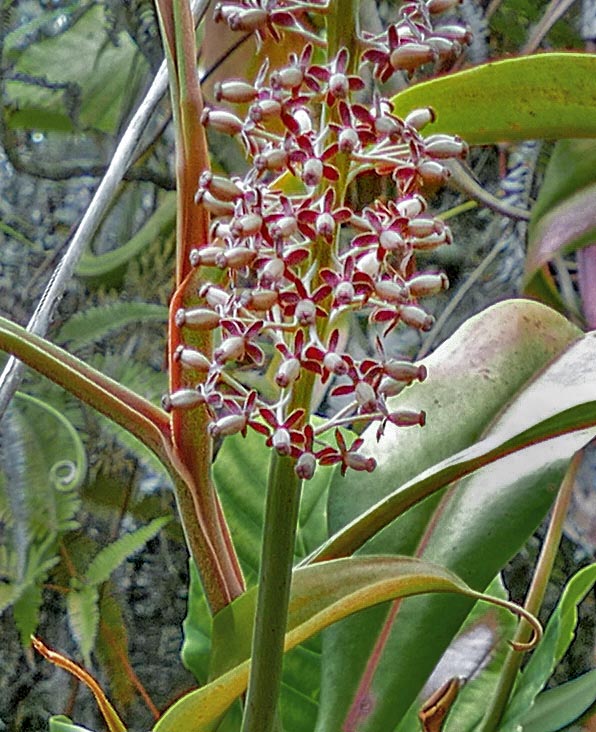 Detalle de una inflorescencia femenina sostenida por un largo pedúnculo y con un raquis generalmente más corto que las inflorescencias masculinas. Los pedicelos tienen 1-2 flores con el perianto formado por 4 tépalos libres 