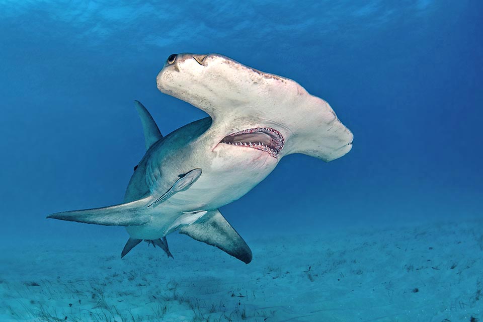 Son indice de vulnérabilité à la pêche, très élevé, s'établit à 86 sur une échelle de 100. Sa résilience est faible car les femelles mettent bas tous les 2 ans et la maturité sexuelle du Grand requin-marteau n’a lieu que tardivement, vers 5 à 8 ans, quand les mâles dépassent 2,25 m de long et que les femelles approchent des 3 m