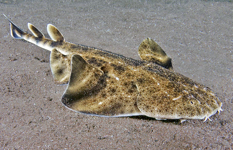 The juvenile livery is clearer with mimetic lines and a row of spines on the back. Too much fished, Squatina squatina is a "Critically Endangered" species, under risk of extinction 