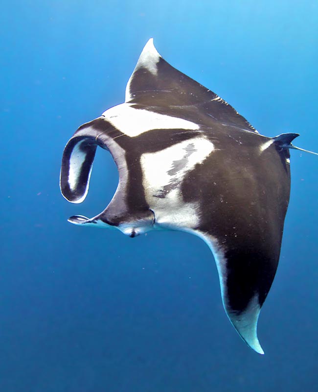 È un Chondrichthyes che si nutre di plancton, incanalato verso l’enorme bocca con le vistose pinne cefaliche.