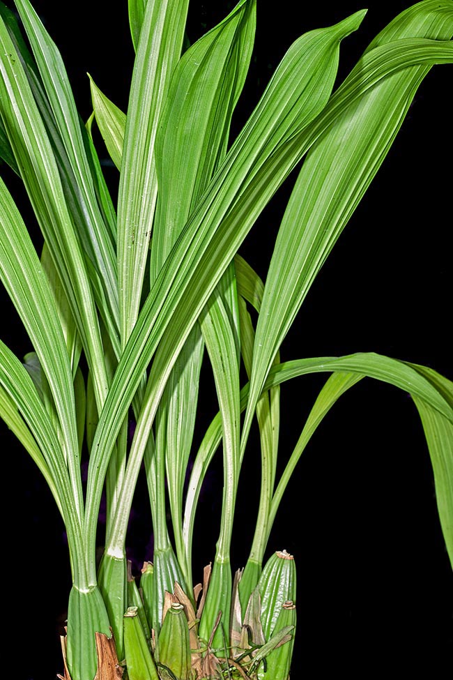 Renowned in cultivation, Acineta superba is a cespitose herbaceous plant, epiphyte of Latin America, up to 70-120 cm tall 
