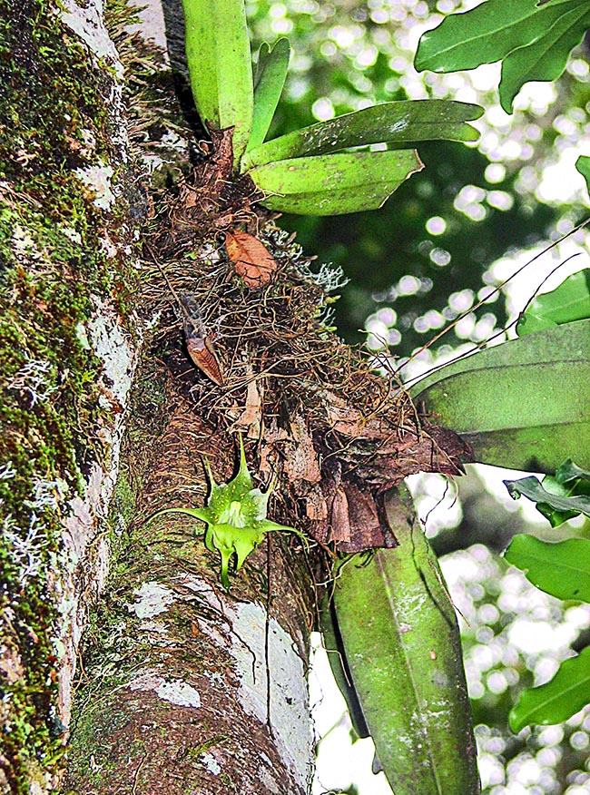 Aeranthes ramosa es una orquídea epífita endémica de los bosques húmedos del centro-este de Madagascar 