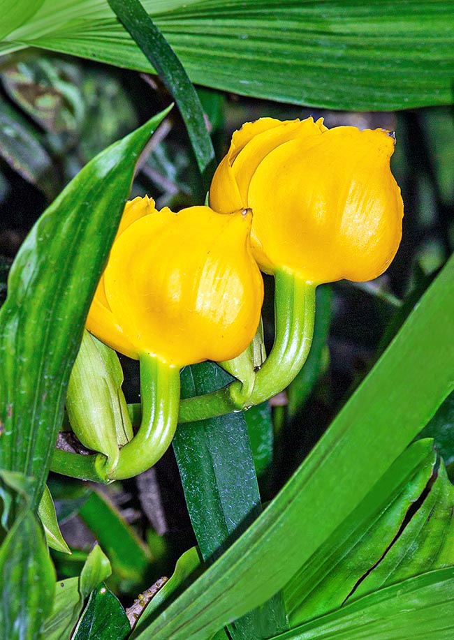 Called Orchid tulip due to the cup-shaped perianth, Anguloa clowesii is a species native to the eastern side of Colombian and Venezuelan Andes, at risk of extinction because of the intensive collection in nature © Mazza