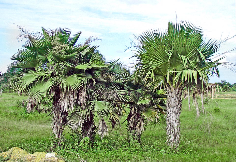 Endemica di Cuba, Copernicia roigii è una palma rara che cresce su terreni sabbiosi alcalini o formati da un misto di sabbia e argilla