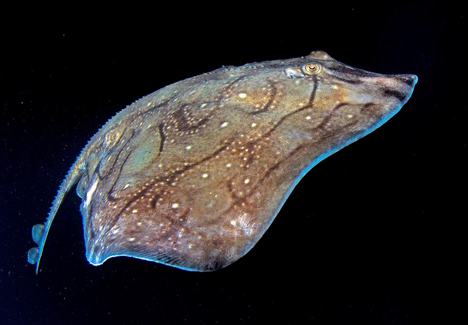 Also the Undulate ray (Raja undulata) has spiny back and with its typical profile of the snout and the big pectoral fins represents very well the family of the Rajidae.