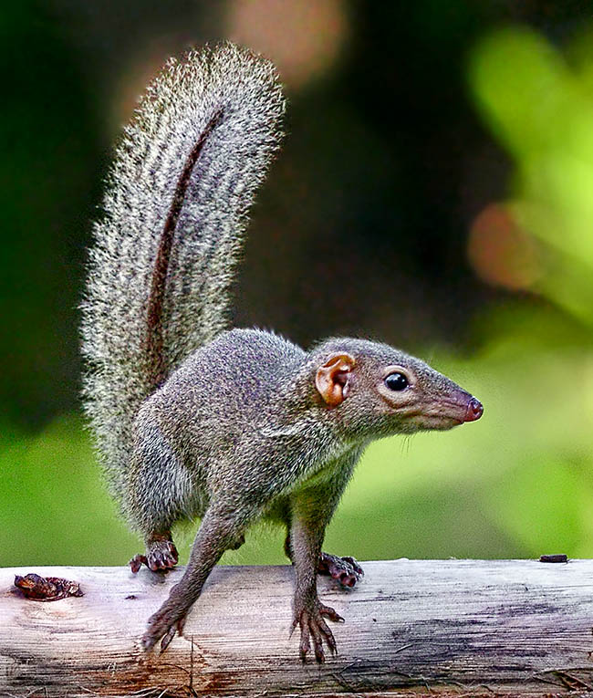 Tupaia belangeri has an area quite wide from southern China and north-eastern India up to the extreme north of the Malay peninsula. Recently inserted in the order Scandentia it has however a genome next to the monkeys 