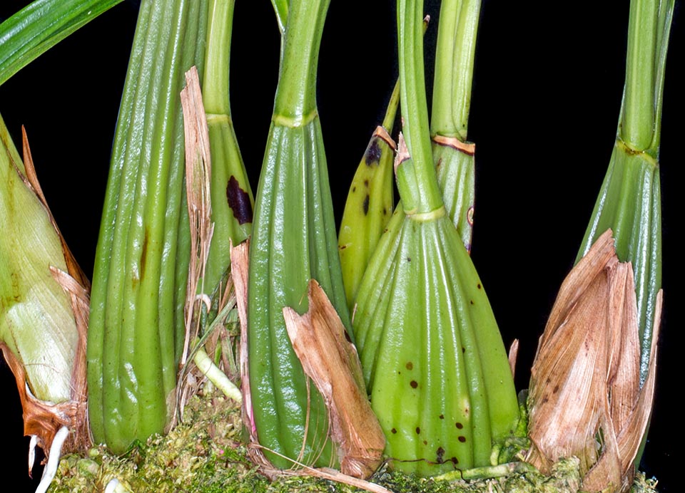 Grouped on rhizome, the pseudobulbs, even 15 cm long and 6 cm broad, are ovoid, little compressed, just grooved and rather angular, with a basal sheath 