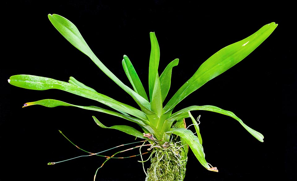 Acaule, sauf chez les individus très âgés, elle a des feuilles bilobées-obtuses à leur extrémité. Les inflorescences sont retombantes, sur des racèmes filiformes refleurissants 