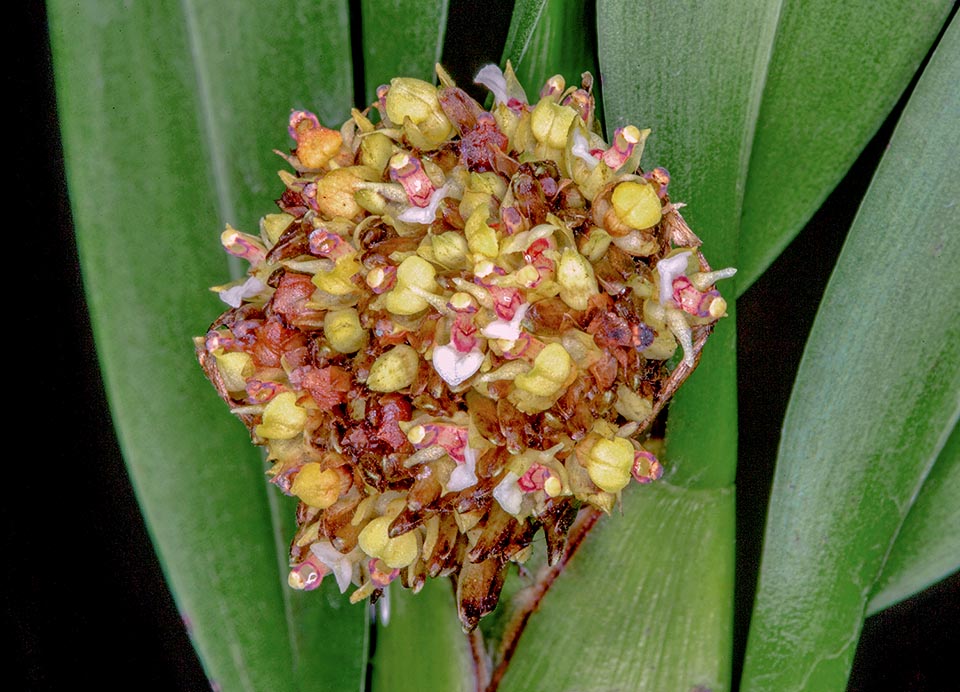 Specie erbacea dall’aspetto frondoso, priva di pseudobulbi, ha fusti eretti appiattiti, lunghi fino a 1 m, con infiorescenze apicali globose di 2,5-3 cm 