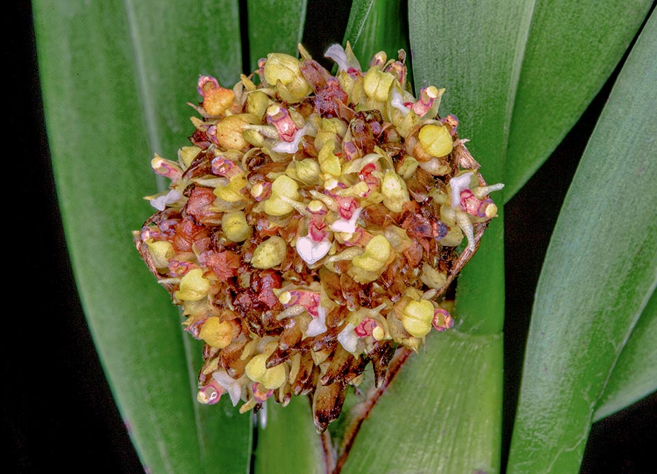 Herbaceous species with leafy look, without pseudobulbs, has flattened erect stems, up to 1 m long, with 2,5-3 cm apical globose inflorescences