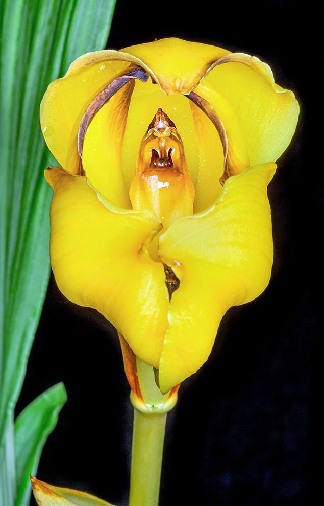 È nota anche come Orchidea culla per il labello, racchiuso completamente dai sepali e dai petali, che oscilla quando il fiore dal dolce profumo si muove simulando la culla di un neonato. Coltura facile