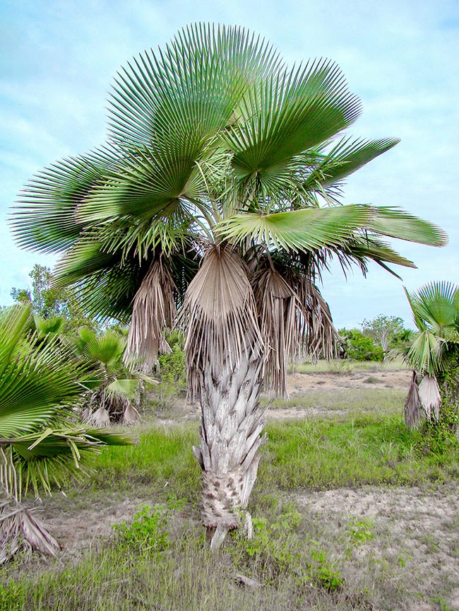 Monoecious species, with cylindrical solitary stem up to 10 m tall, keeps for long the rests of the petioles 