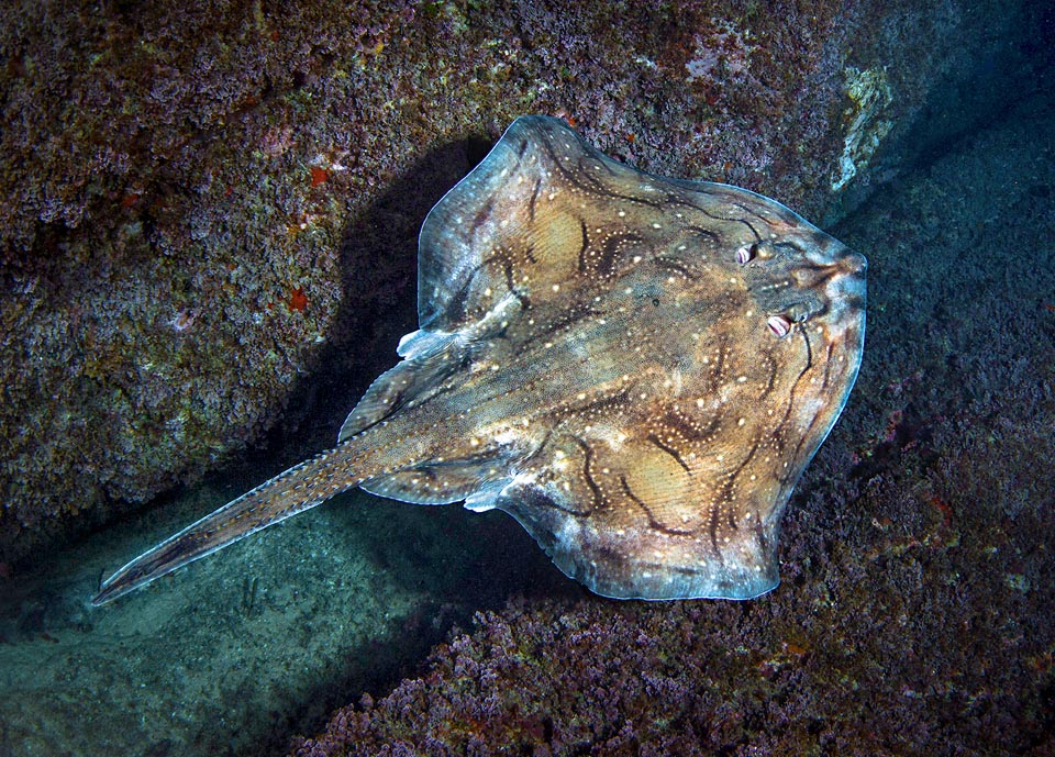 It's about 60-80 cm long and even if presenting a high chromatic variability, may be easily recognized by the wavy black patterns on the back flanked by small white dots 