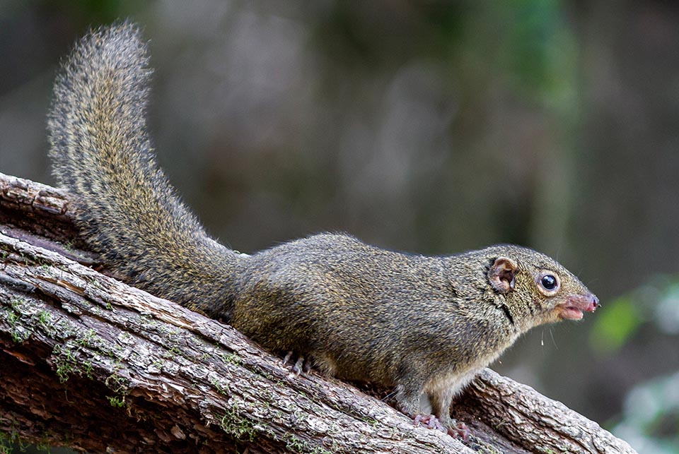 The males, slightly bigger than the females, distinguish for the ampler body and the presence of a ring of white hairs around the eyes 