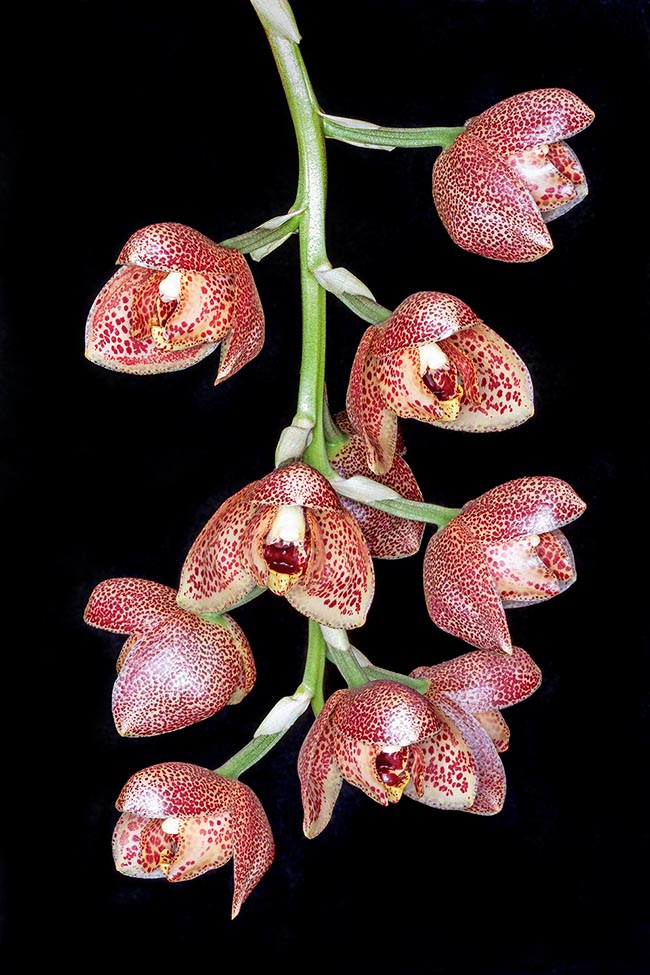Les spectaculaires inflorescences pendantes, mesurant jusqu'à 25-30 cm, exceptionnellement 70, peuvent porter jusqu'à 15 fleurs très parfumées, souvent entrouvertes,de 7,5 cm ou plus, tachetées de rouge 