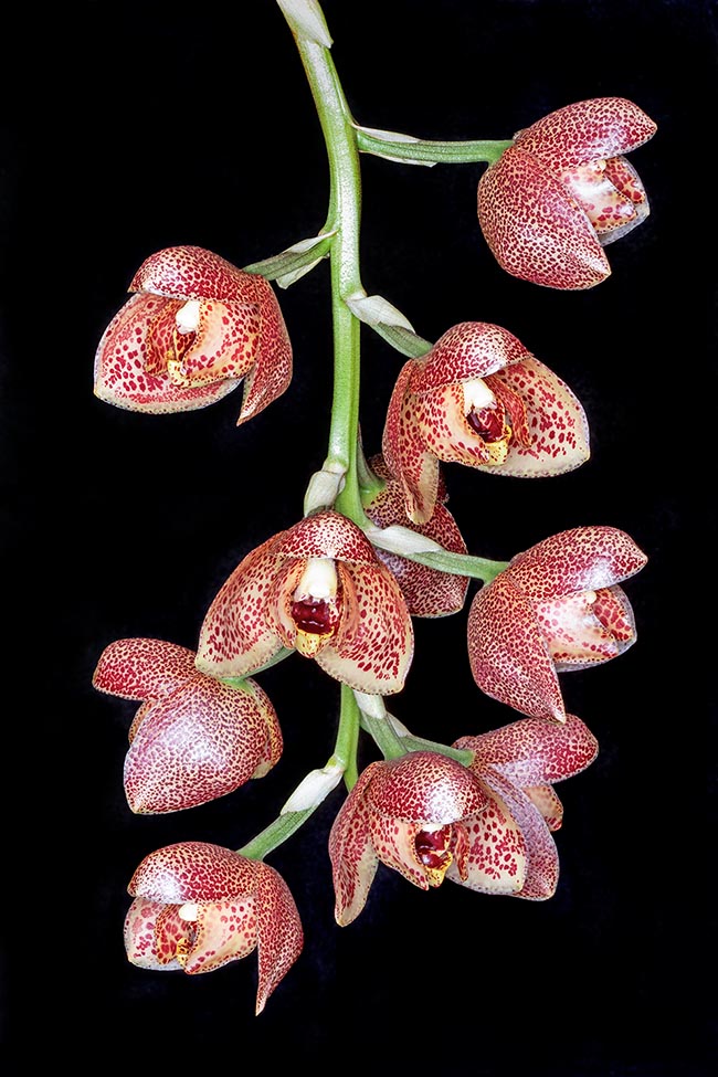 The showy hanging inflorescences, up to 25-30 cm long, exceptionally 70, can bear up to 15 very perfumed flowers. They are stained with red and can reach 7,5 cm or more, usually they appear not completely open 