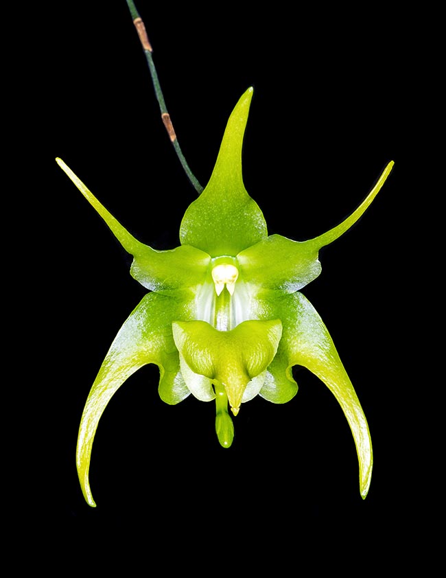 Las flores, con forma de araña, son verdes, ligeramente perfumadas. El cultivo no es fácil 