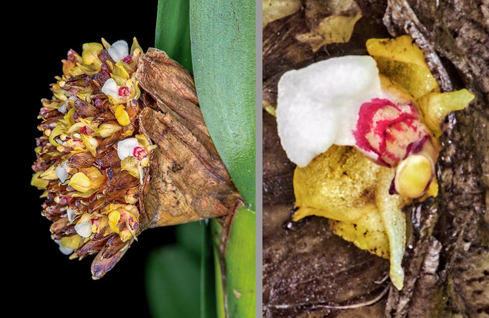 Spectaculaire détail d'une inflorescence vue de côté et gros plan d'une fleur qui mesure à peine 5 à 7 mm